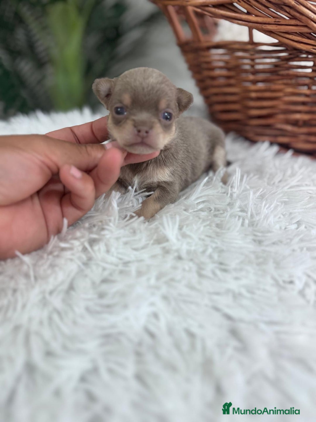 Chihuahua perros en venta: CHIHUAHU LILAC AND TAN - Imagen 11