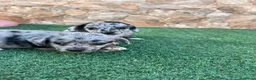 Raza Mixta perros en venta: Cruzaditos de Bichon maltés y chihuahua Toy - Anuncio 2