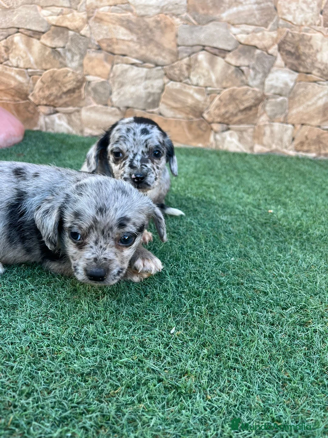 Raza Mixta perros en venta: Cruzaditos de Bichon maltés y chihuahua Toy - Anuncio 2