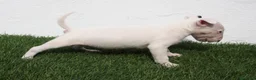 Bull Terrier perros en venta: Bull Terrier  - Anuncio 9