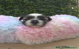 Shih Tzu perros en venta: CACHORROS SHIH TZU - Imagen 2