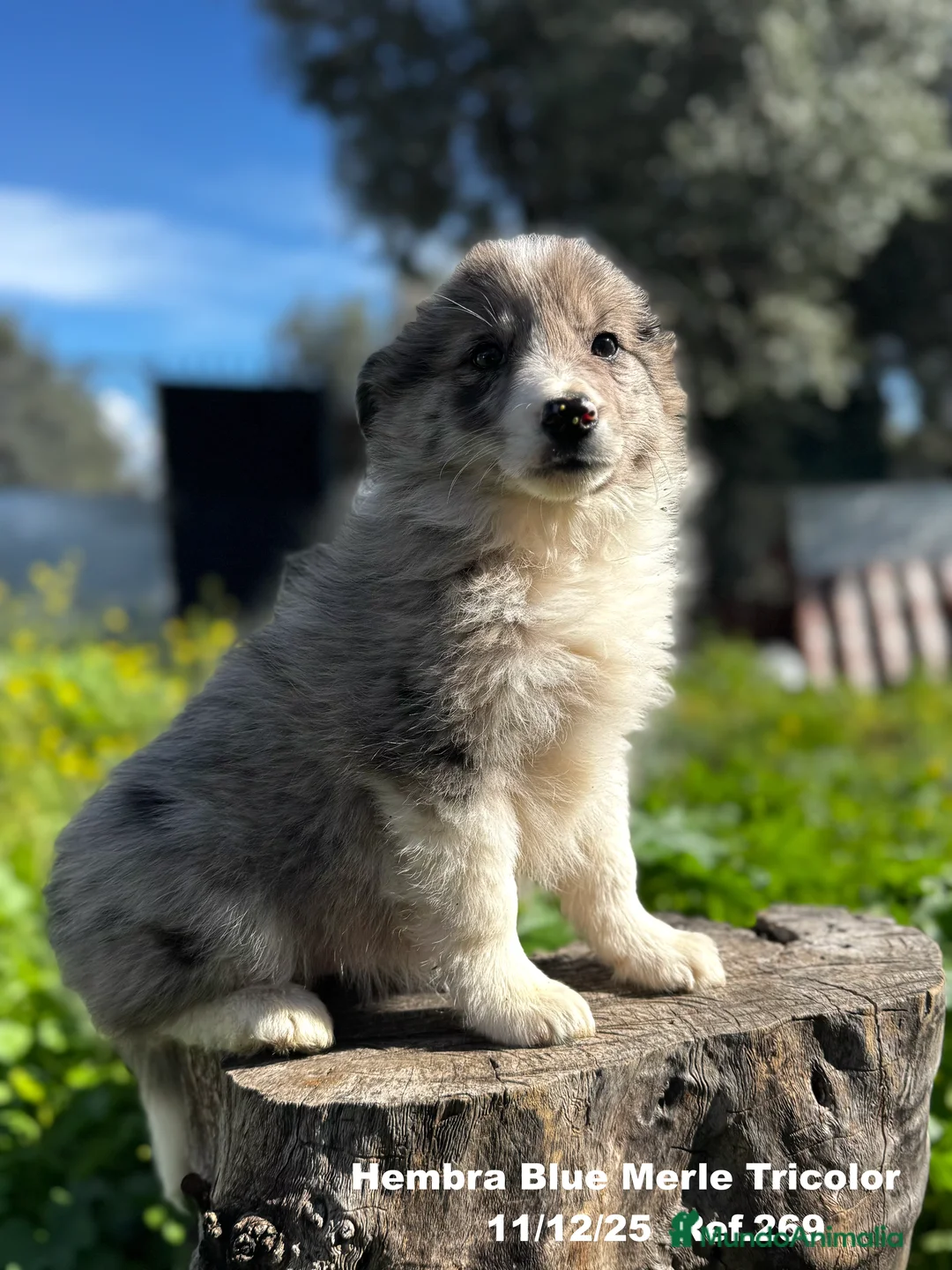 Border Collie perros en venta: BORDER COLLIE - Anuncio 23