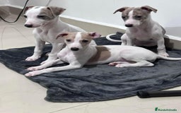 Whippet perros en venta: WHIPPET CADIZ  - Imagen 4
