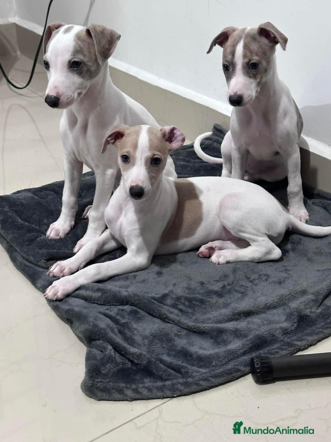 Whippet perros en venta: WHIPPET CADIZ  - Imagen 4