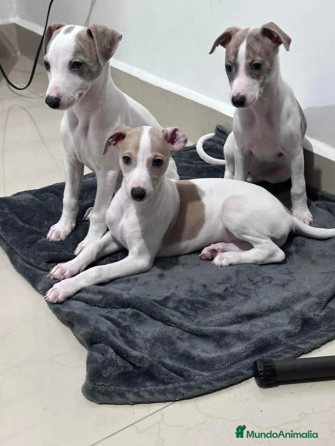 Whippet perros en venta: WHIPPET CADIZ  - Anuncio 4