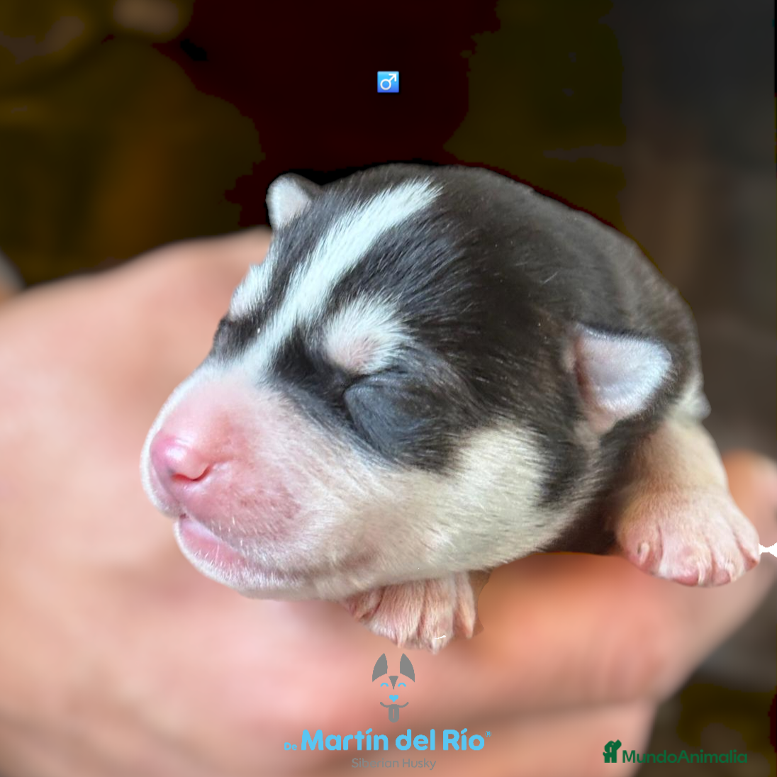 Husky Siberiano perros Husky Siberiano - cachorros  - Anuncio 14