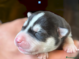 Husky Siberiano perros Husky Siberiano - cachorros - Anuncio 1