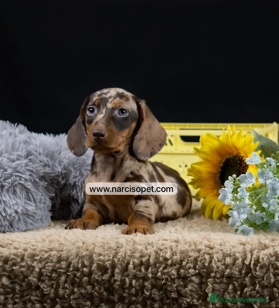 Teckel Miniatura perros en venta: TECKEL ARLEQUIN MINIATURA - Anuncio 2