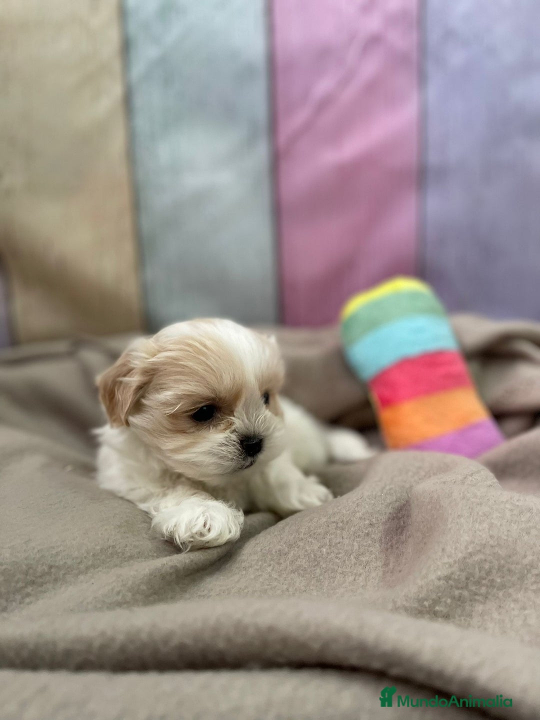 Shih Tzu perros en venta: Shih tzu disponibles machos  - Anuncio 3