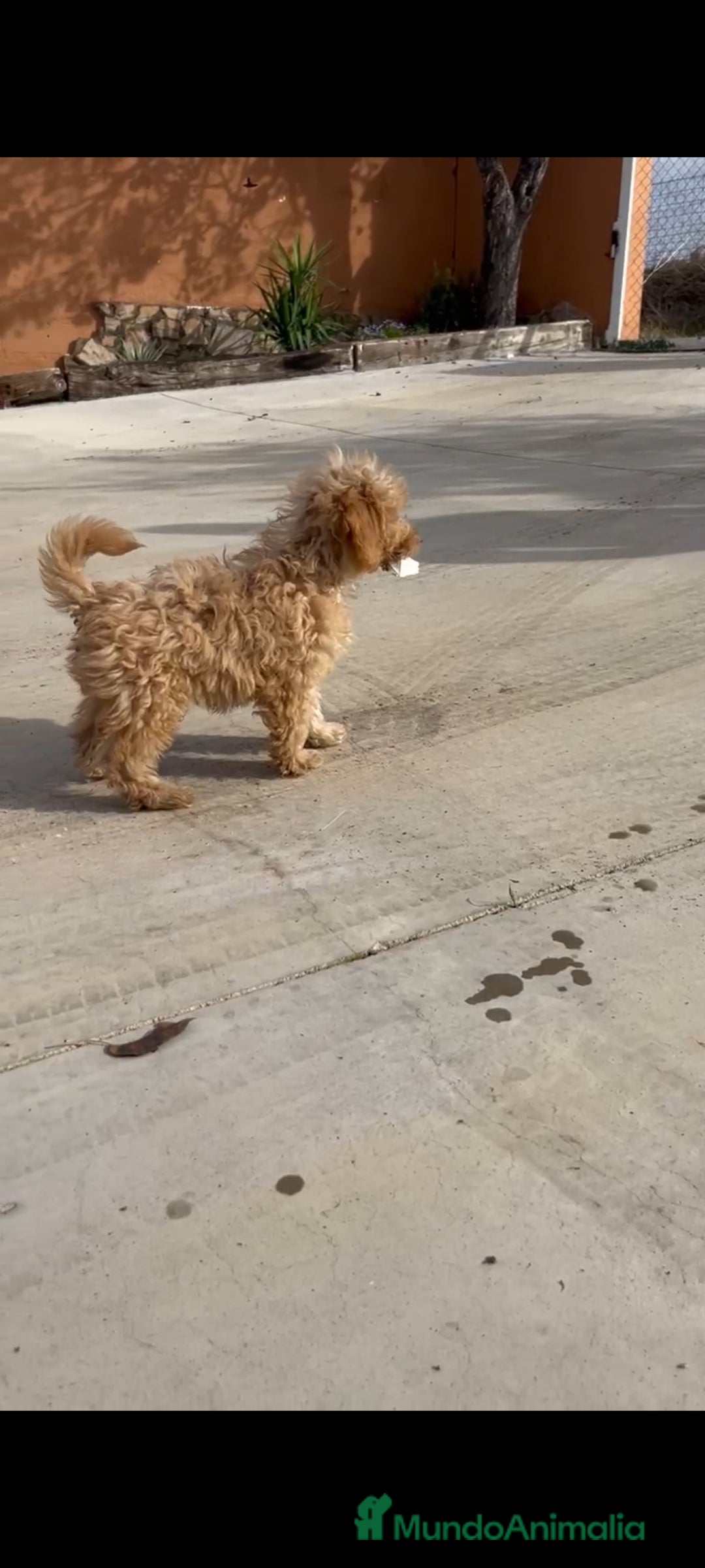 Caniche Enano perros en venta: Caniches enanos - Anuncio 8