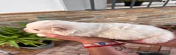 Pomerania perros en venta: Pomerania  - Anuncio 9