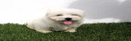 Bichón Maltés perros en venta: Bichon Maltes  - Anuncio 9