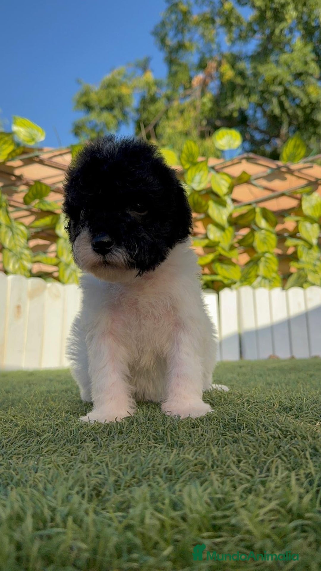 Perro de Agua Español perros en venta: PERRO DE AGUA HEMBRA - Imagen 12