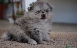 Pomerania perros en venta: 🐾 Roscón, Prodigy y Monk  Pomerania especiales 🐾 - Imagen 5