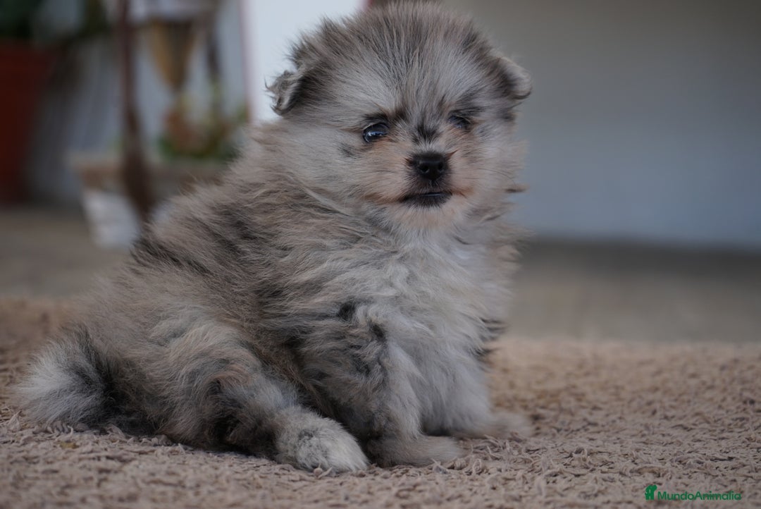 Pomerania perros en venta: 🐾 Roscón, Prodigy y Monk  Pomerania especiales 🐾 - Imagen 5