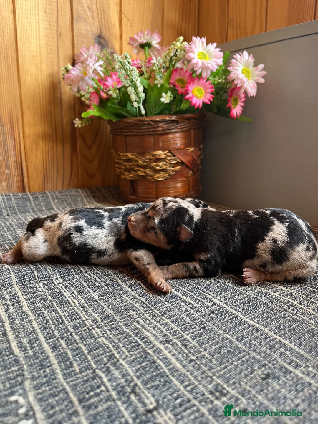Pinscher Miniatura perros en venta: Cachorros Pinsher Miniatura  - Anuncio 2