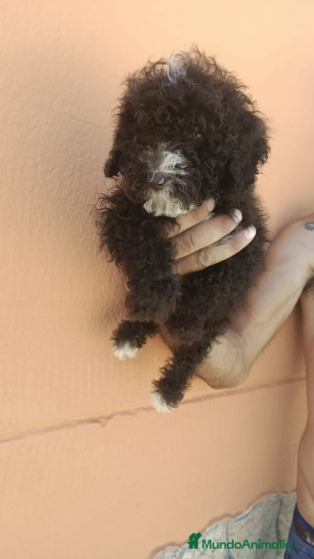 Perro de Agua Español perros en adopcion: Perros de agua🐶🐾 - Anuncio 2