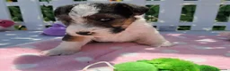 Fox Terrier de Pelo Duro perros en venta: Bebés Foxterrier (hembras) - Anuncio 2