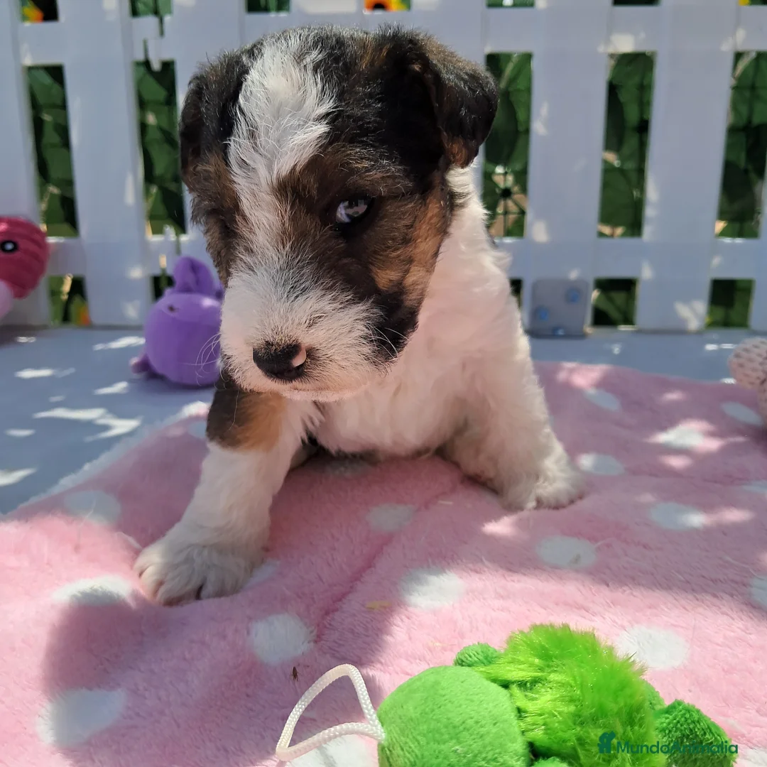 Fox Terrier de Pelo Duro perros en venta: Bebés Foxterrier (hembras) - Anuncio 2