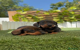Teckel Miniatura perros en venta: TECKEL. MINIATURA - Imagen 5