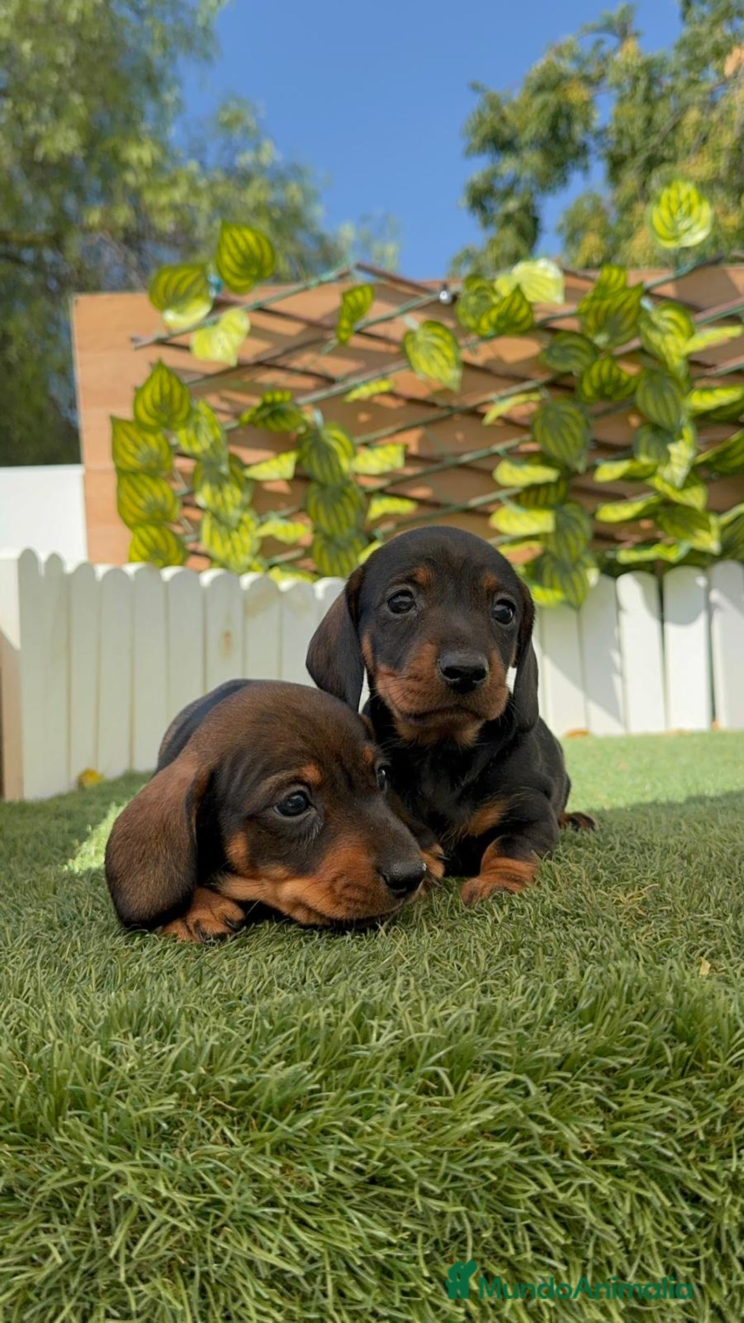 Teckel Miniatura perros en venta: TECKEL. MINIATURA - Imagen 5