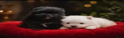 Pomerania perros en venta: Hembras de Pomerania con pedigree  - Anuncio 2