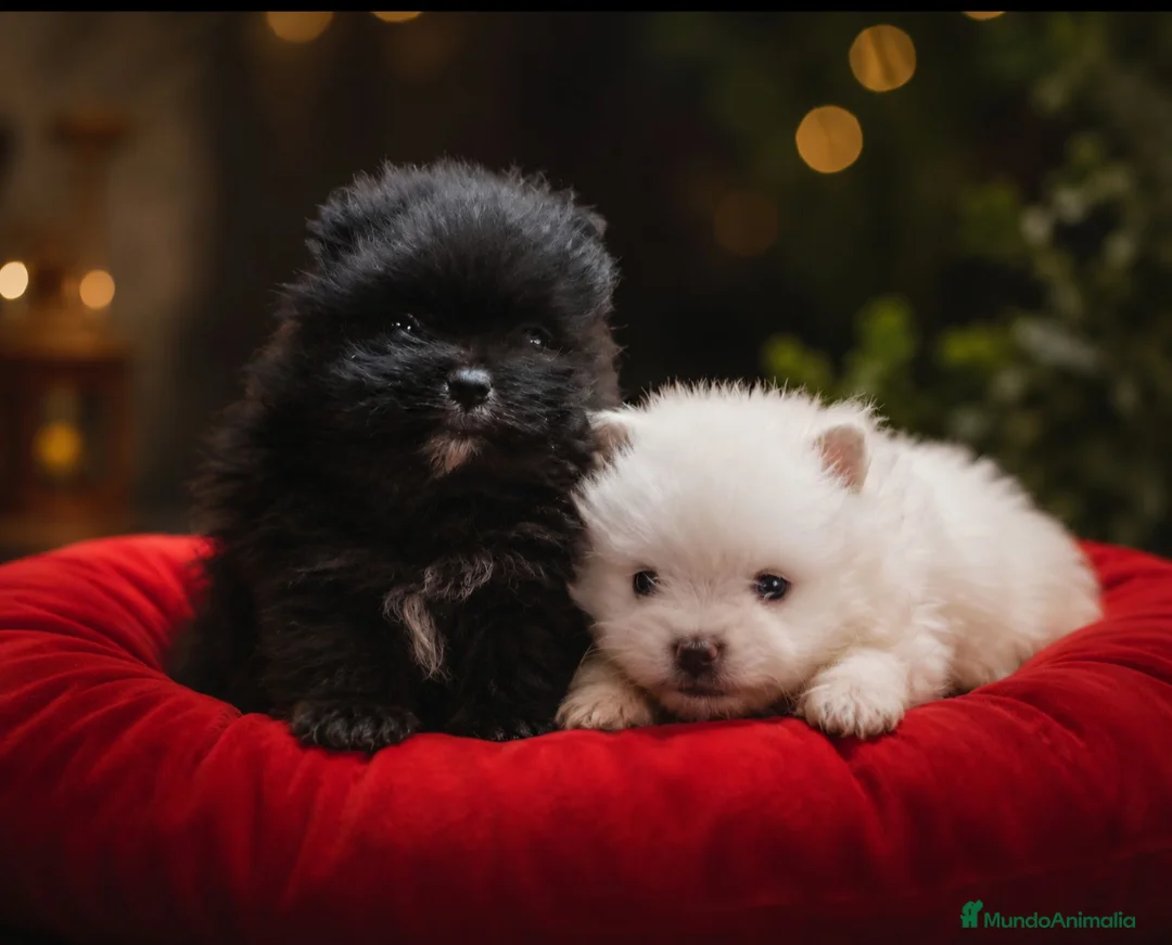 Pomerania perros en venta: Hembras de Pomerania con pedigree  - Anuncio 2