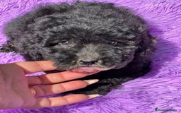 Maltipoo perros en venta: Maltipoo negro - Imagen 4