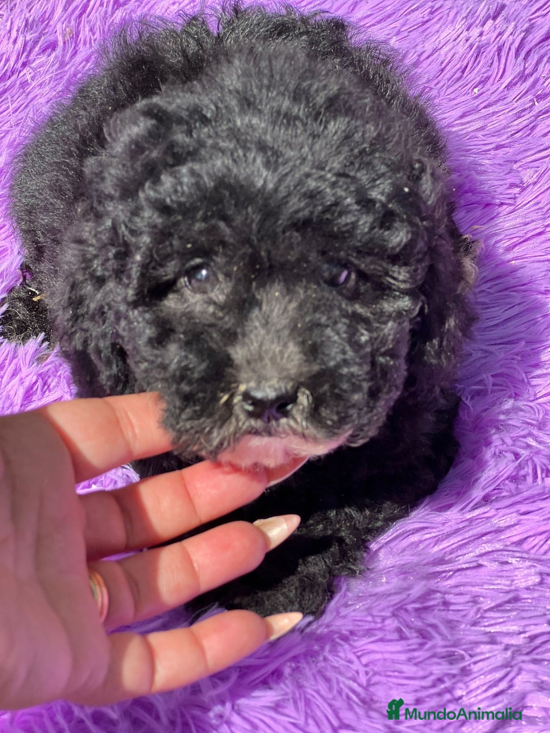 Maltipoo perros en venta: Maltipoo negro - Imagen 4