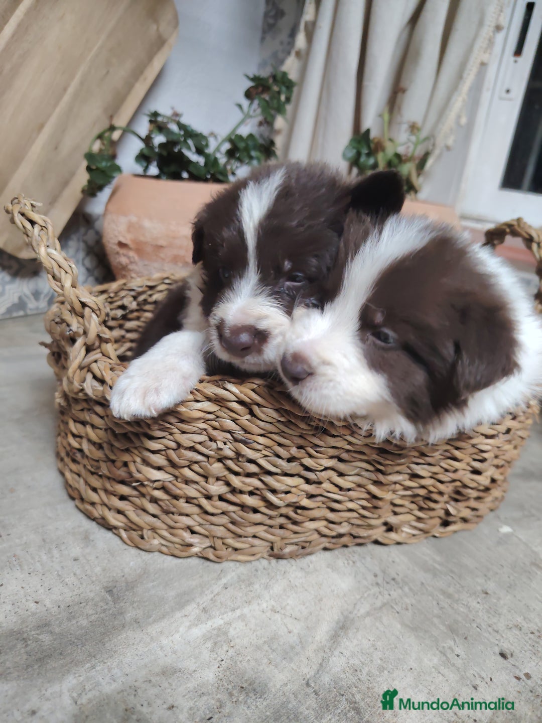 Border Collie perros en venta: Cachorros border collie chocolate y red merle - Anuncio 4