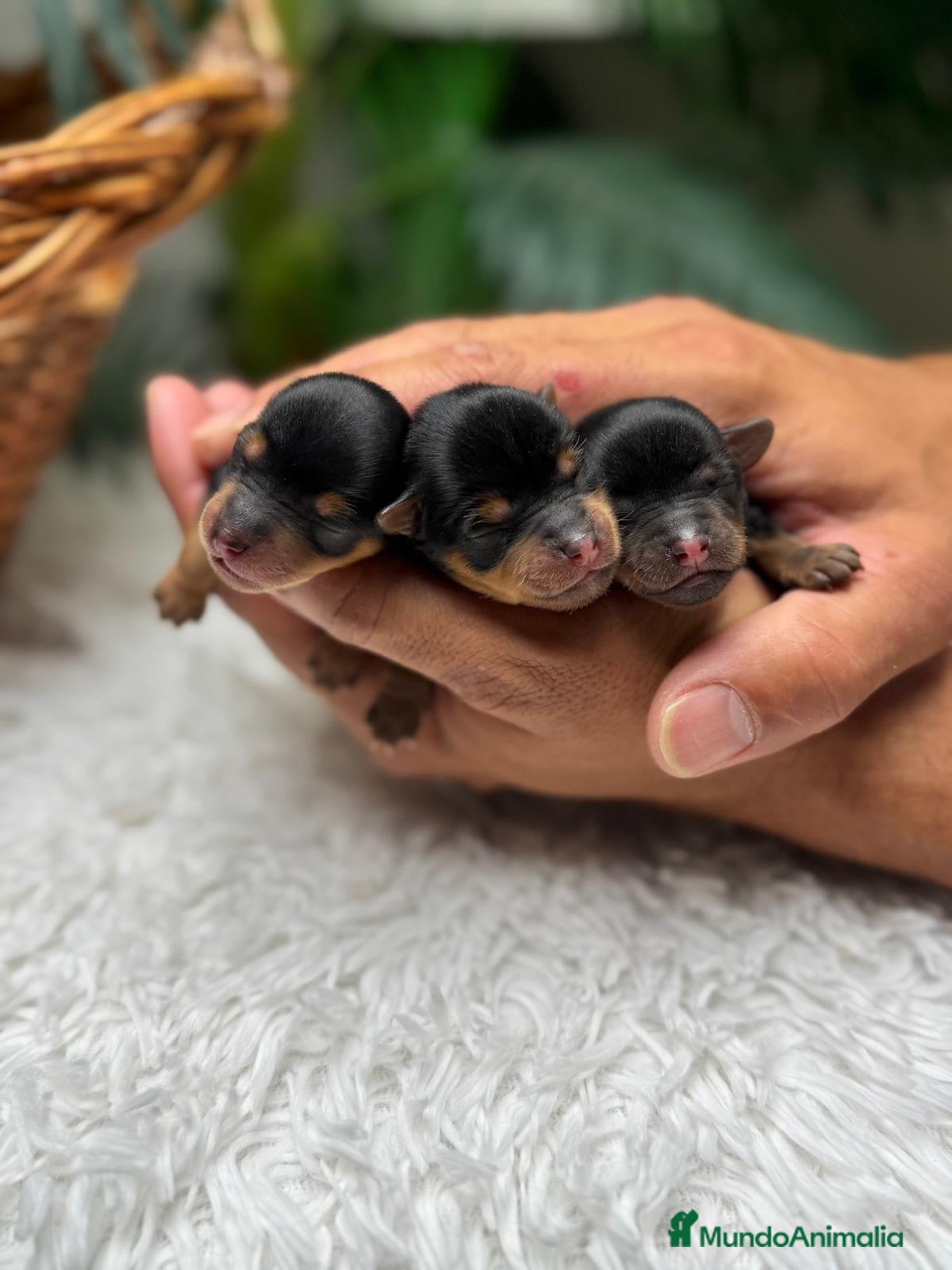 Yorkshire Terrier perros en venta: YORKSHIRE TERRIER - Anuncio 11