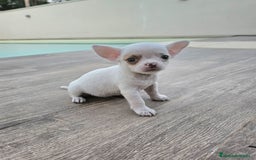 Chihuahua perros en venta: CHIHUAHUA HEMBRA - Imagen 8