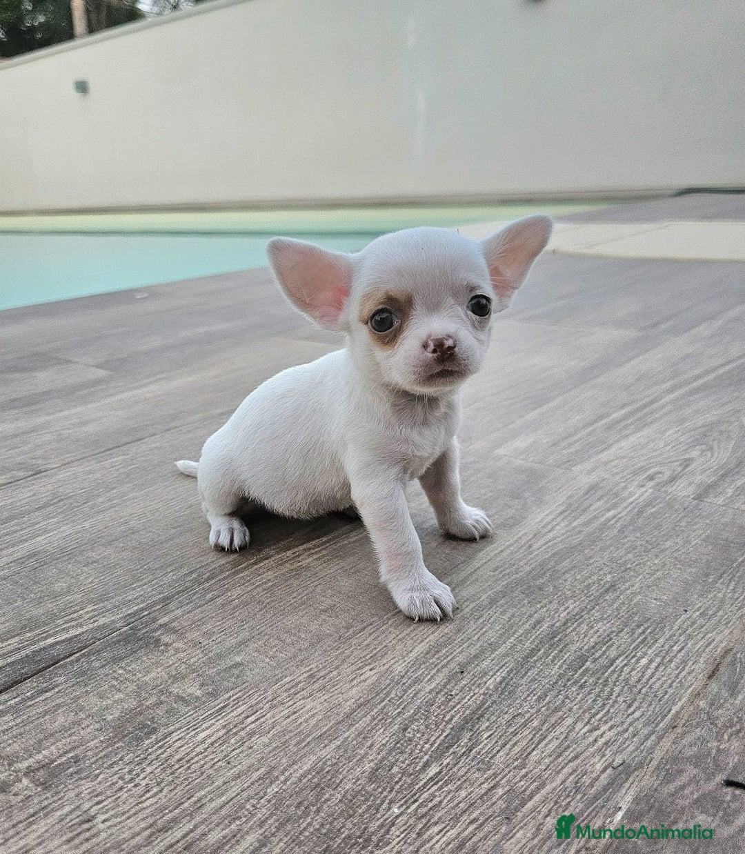 Chihuahua perros en venta: CHIHUAHUA HEMBRA - Imagen 8