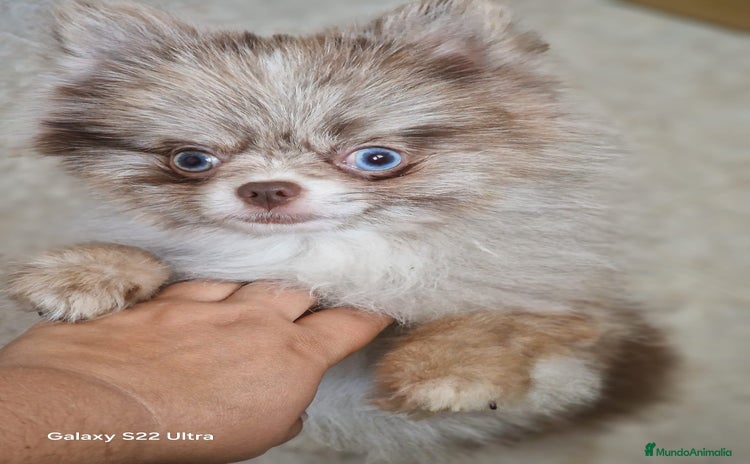 Pomerania perros en Badajoz - Anuncio 1