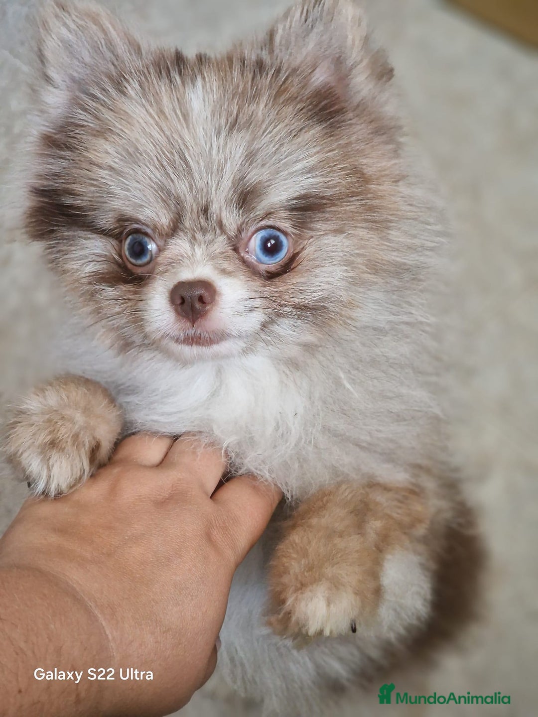 Pomerania perros para monta: Ejemplar de Lulu de Pomerania Merle ojos blue. en Badajoz - Imagen 1