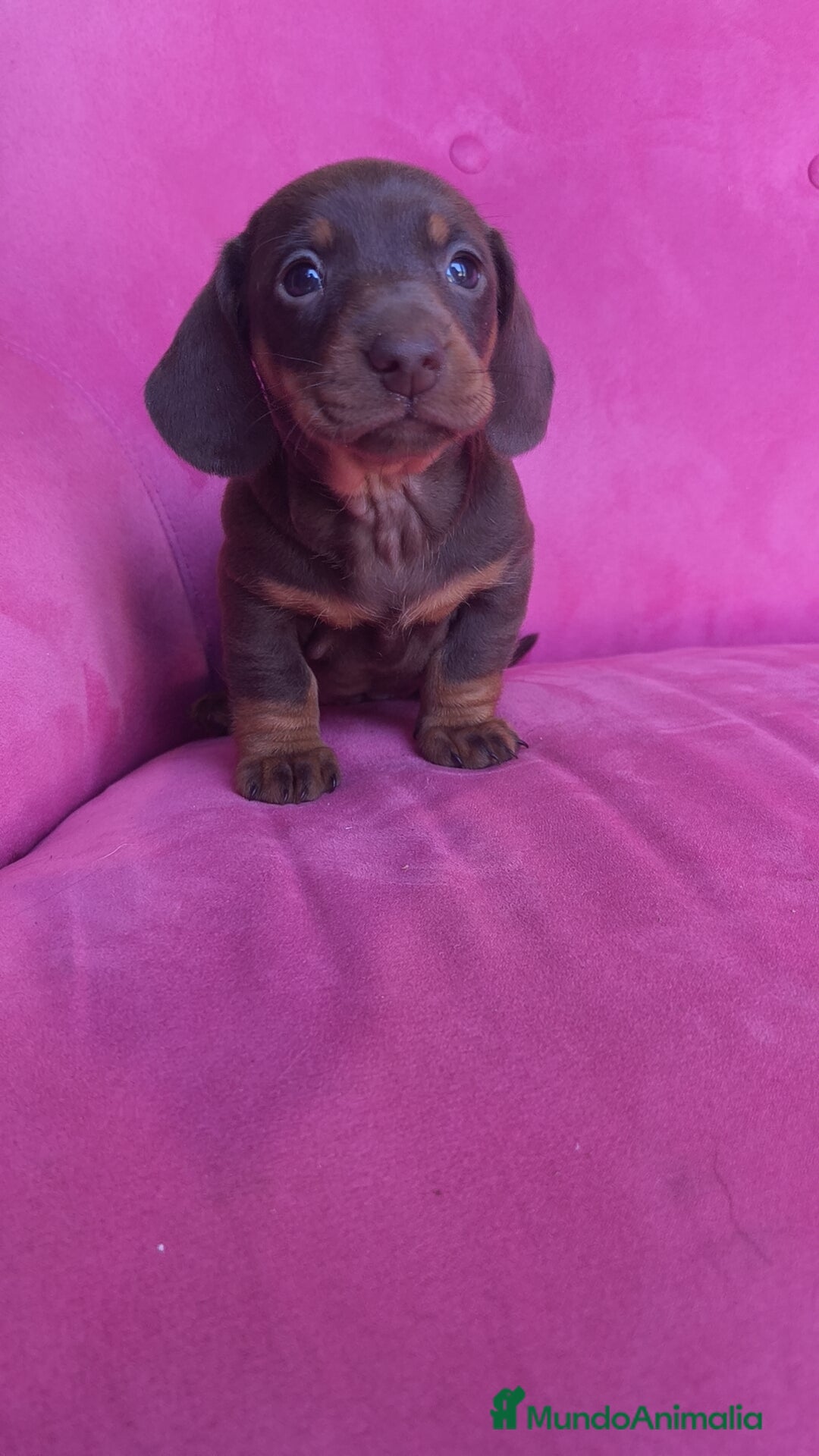 Teckel Miniatura perros en venta: Teckel Kanichen chocolate macho y hembra  - Anuncio 12