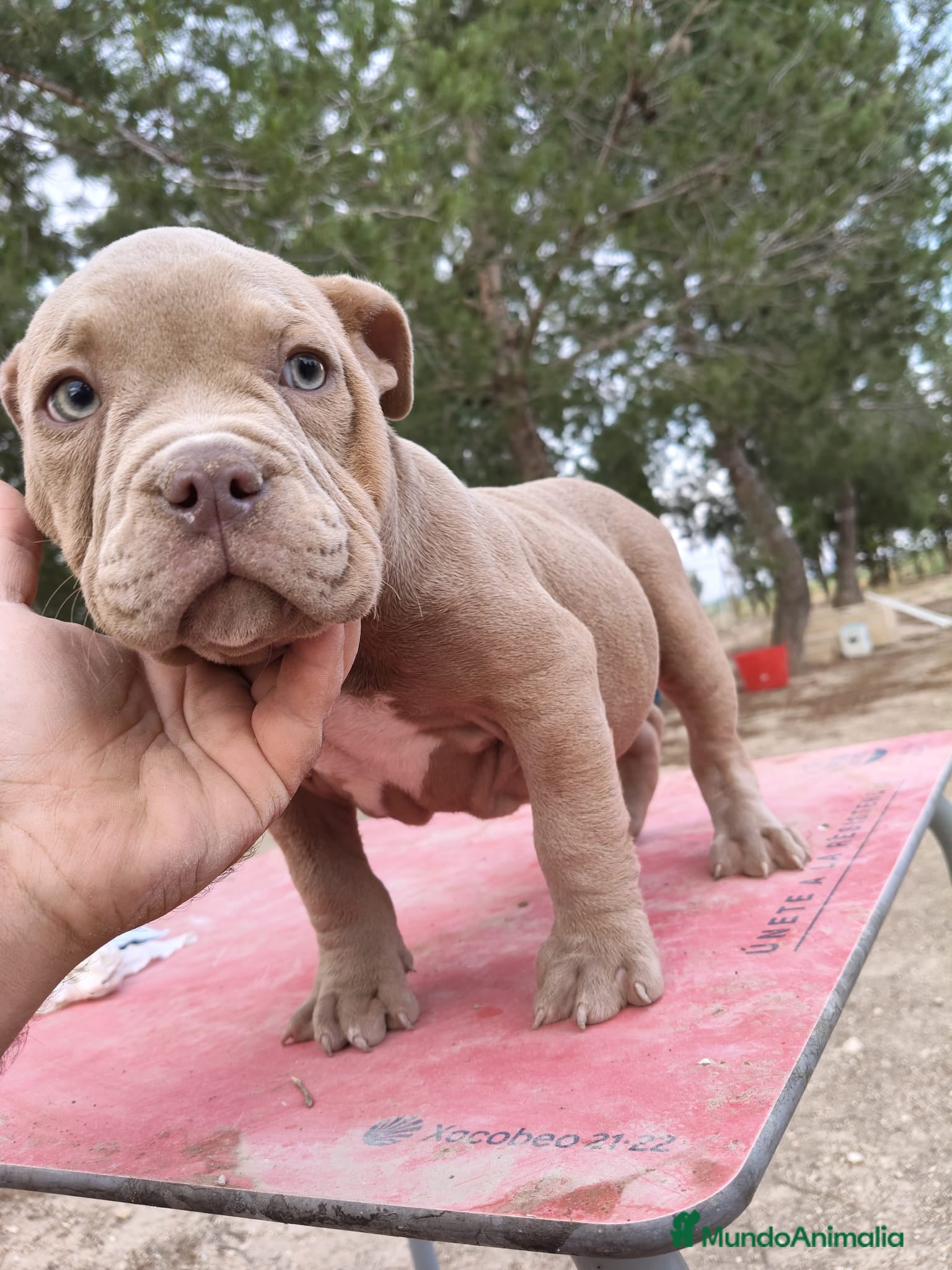 American Bully perros American Bully  - Anuncio 5