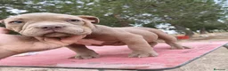 American Bully perros en venta: American Bully  - Anuncio 1
