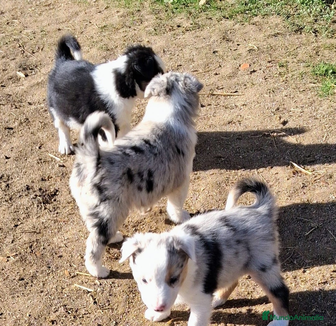 Border Collie perros en venta: Boder collie Parla - Anuncio 2