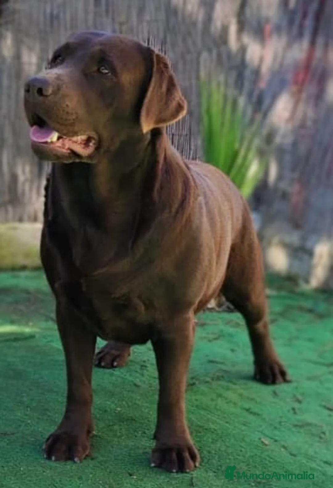 Labrador Retriever perros en venta: Labradores chocolate  - Anuncio 5