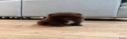 Pomerania perros en venta: Excelente Pomerania toy chocolate - Anuncio 5