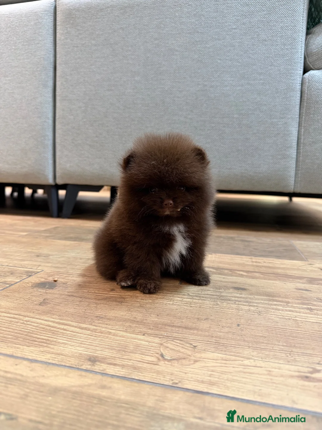 Pomerania perros en venta: Excelente Pomerania toy chocolate - Anuncio 5