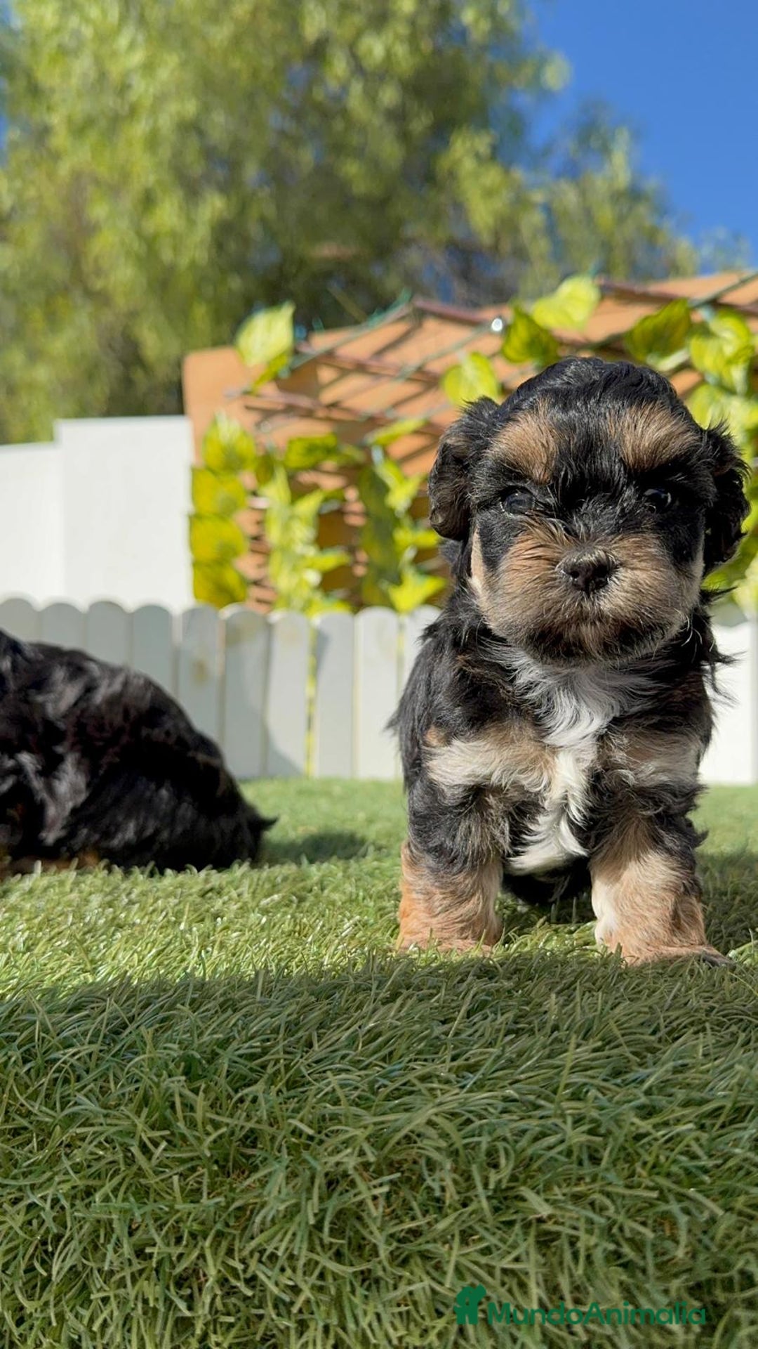 Raza Mixta perros en venta: YORKIPOO - Imagen 8