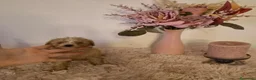 Maltipoo perros en venta: Maltipoo hembra  - Anuncio 3
