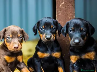 Dobermann perros DOBERMAN CACHORROS LINEA ALEMANA 631 67 03 85 - Anuncio 1