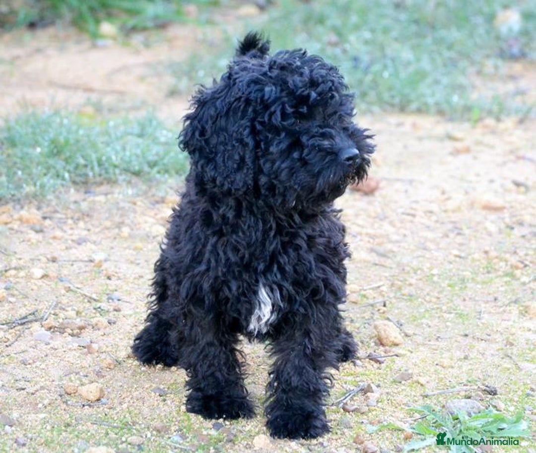 Perro de Agua Español perros en venta: Cachorra perro de agua español - Anuncio 7