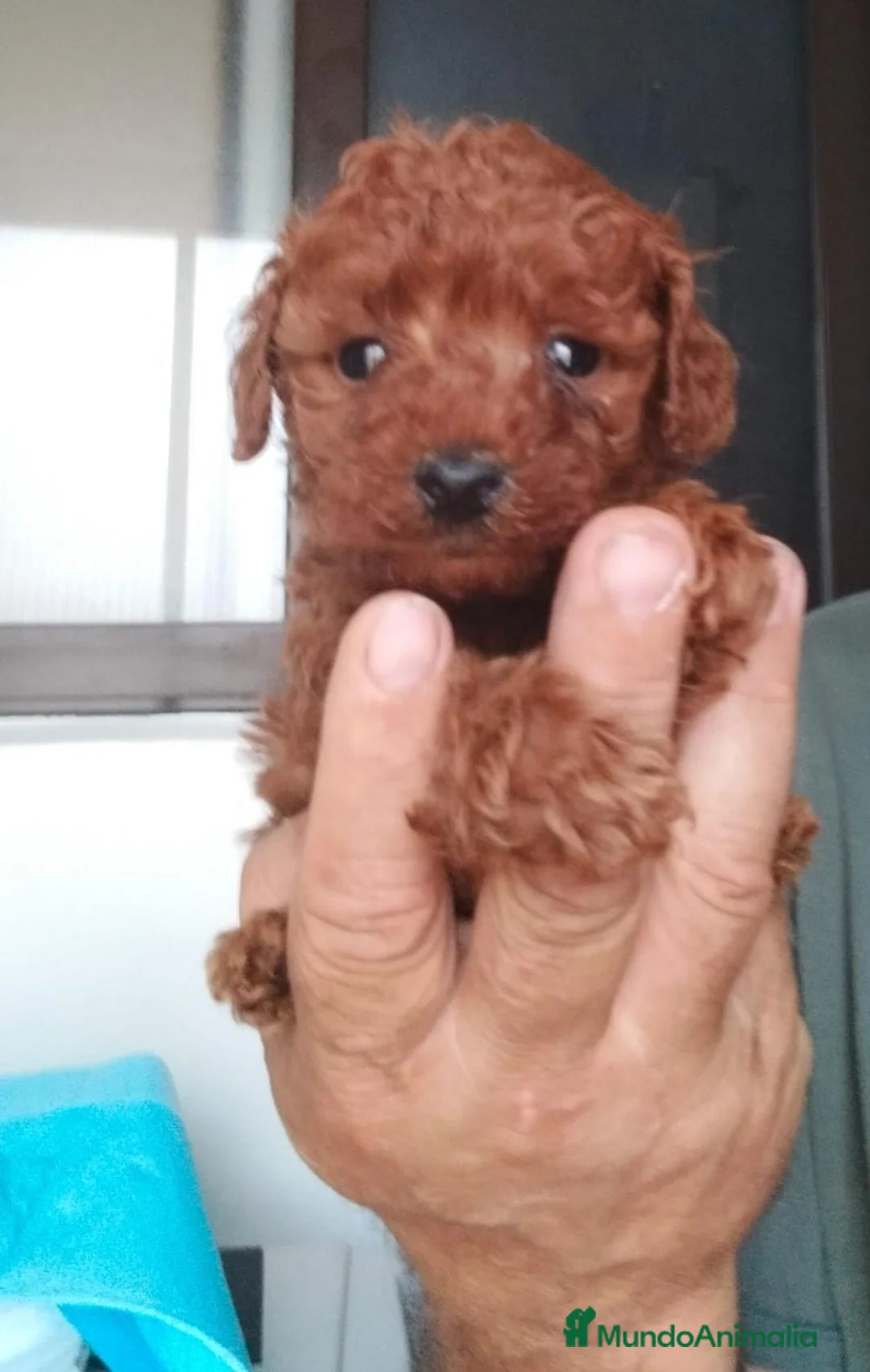 Caniche Toy perros en venta: Canoche toy - Anuncio 6