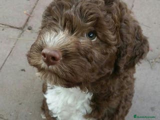 Perro de Agua Español perros CAMADA PERROS DE AGUA PRECIOSOS DISPONIBLES - Anuncio 36