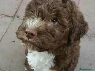 Perro de Agua Español perros CAMADA PERROS DE AGUA PRECIOSOS DISPONIBLES - Anuncio 2