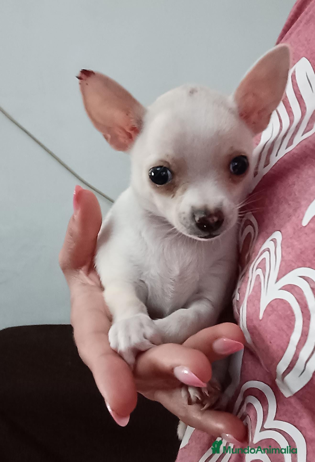 Chihuahua perros Chihuahua macho blanco  - Anuncio 1